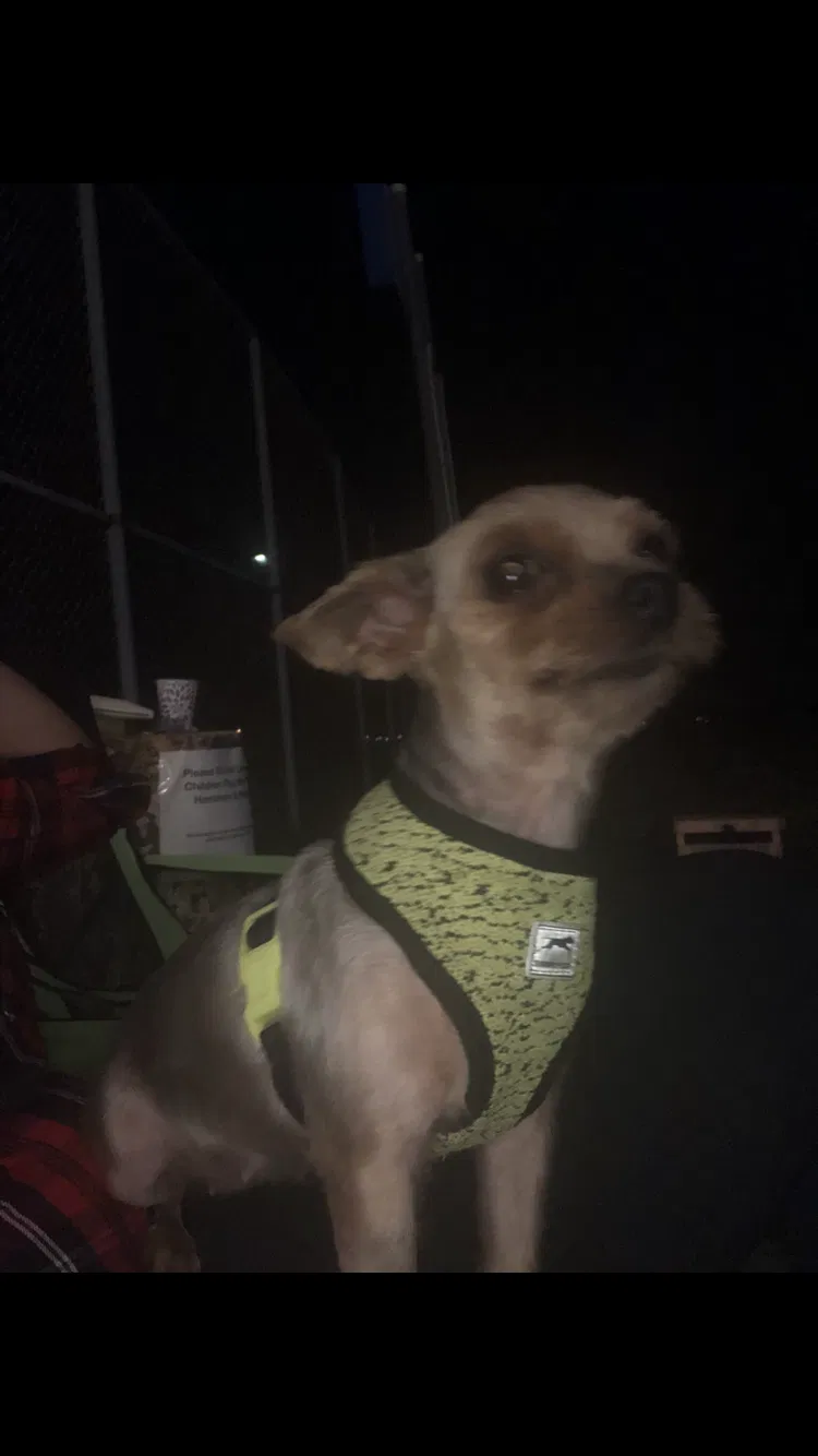 Lost dog in Newport News, VA, 23601
