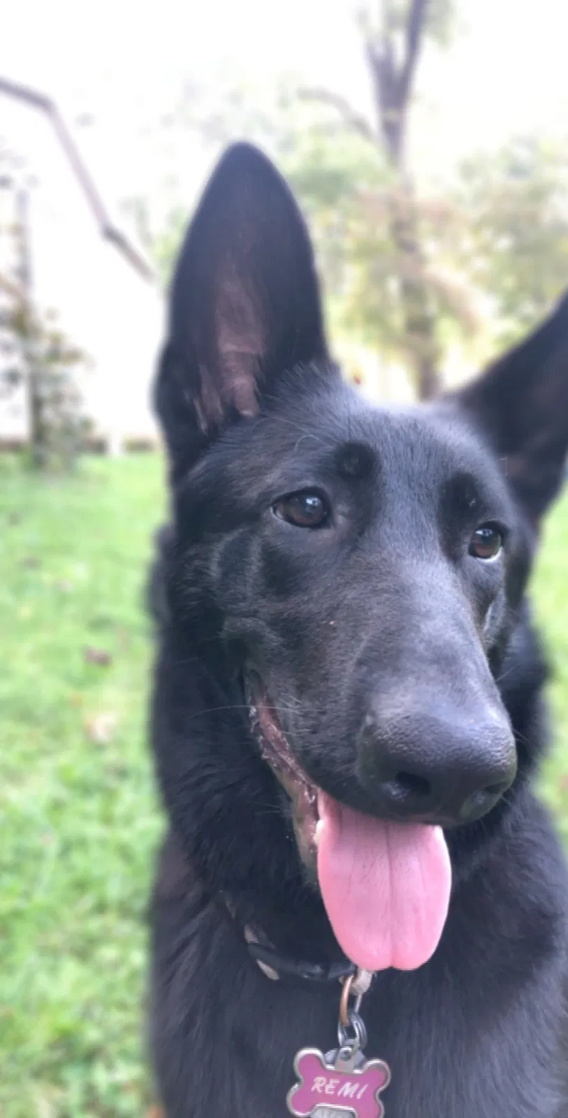 Lost dog in Black Mountain, NC, 28711