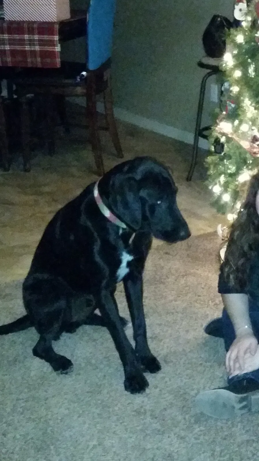 Lost dog in El Paso, TX, 79938
