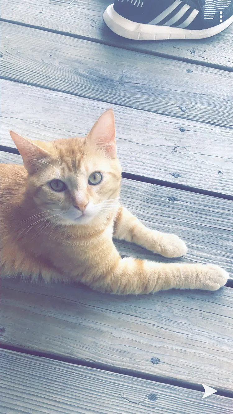 Lost cat in Lewis Center, OH, 43035