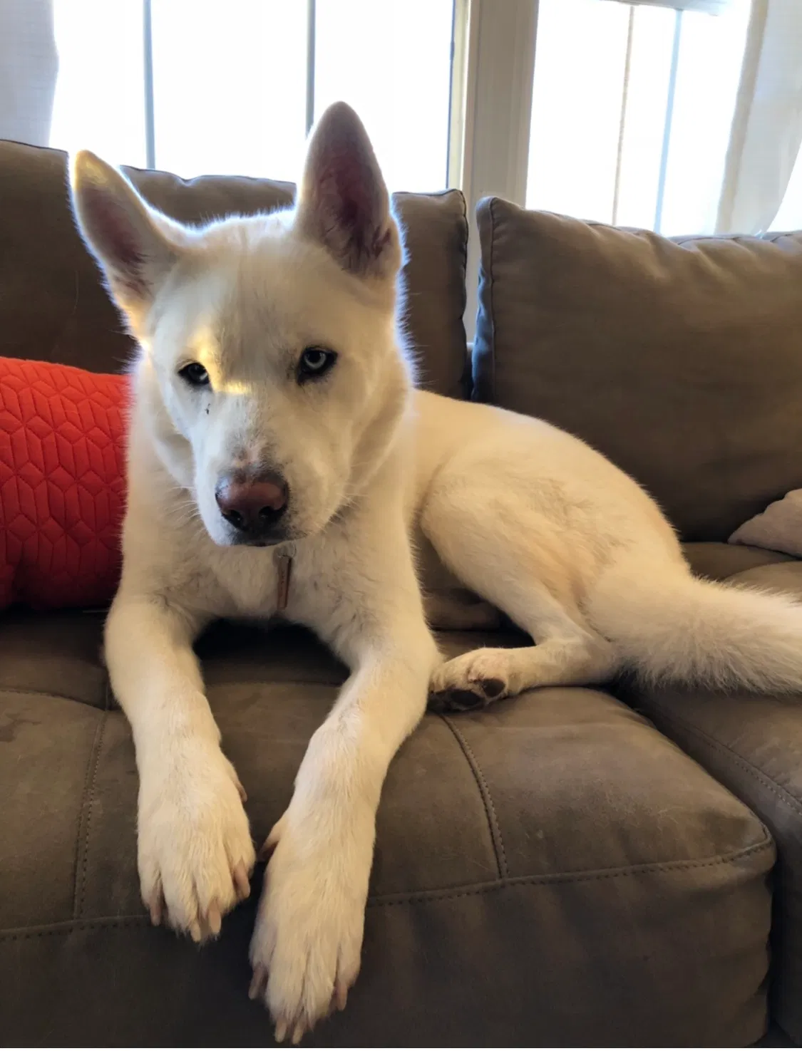 Lost dog in San Antonio, TX, 78215