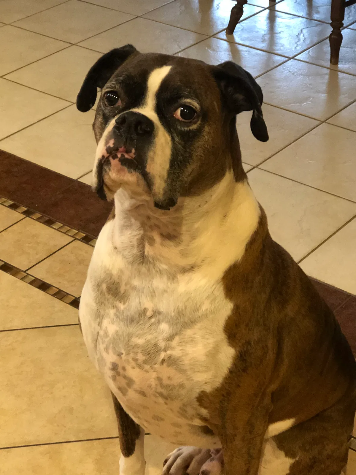 Lost dog in Dixon, IL, 61021