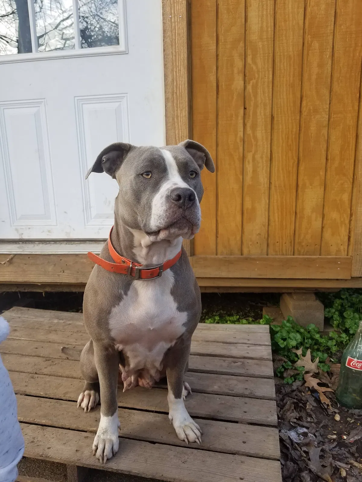 Lost dog in New Edinburg, AR, 71660