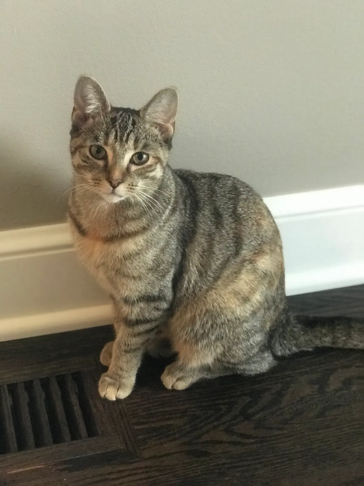 Lost cat in New Albany, OH, 43054