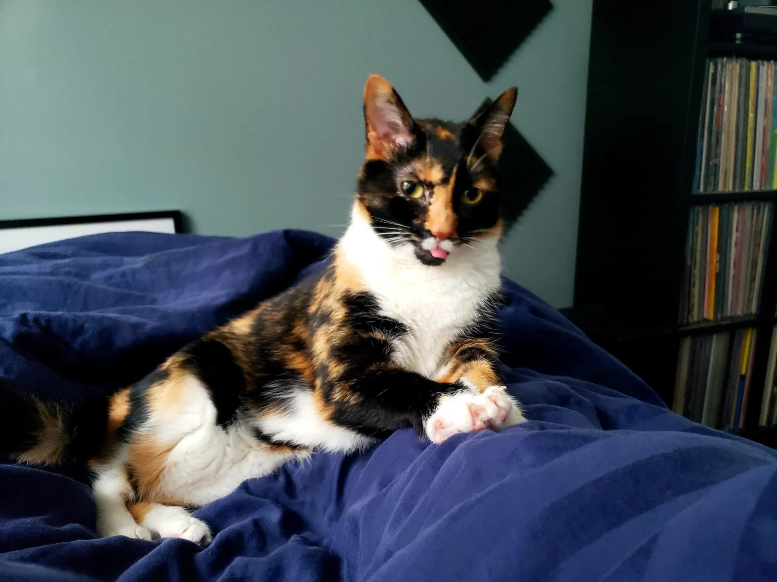 Lost cat in Cincinnati, OH, 45223