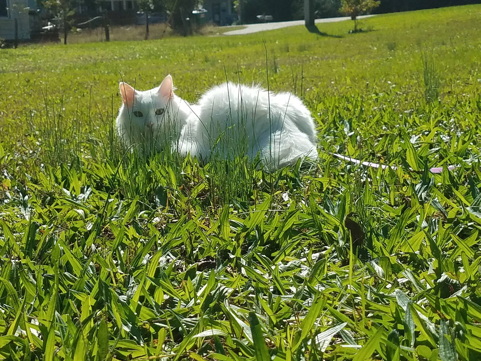 Lost cat in Stockbridge, GA, 30281