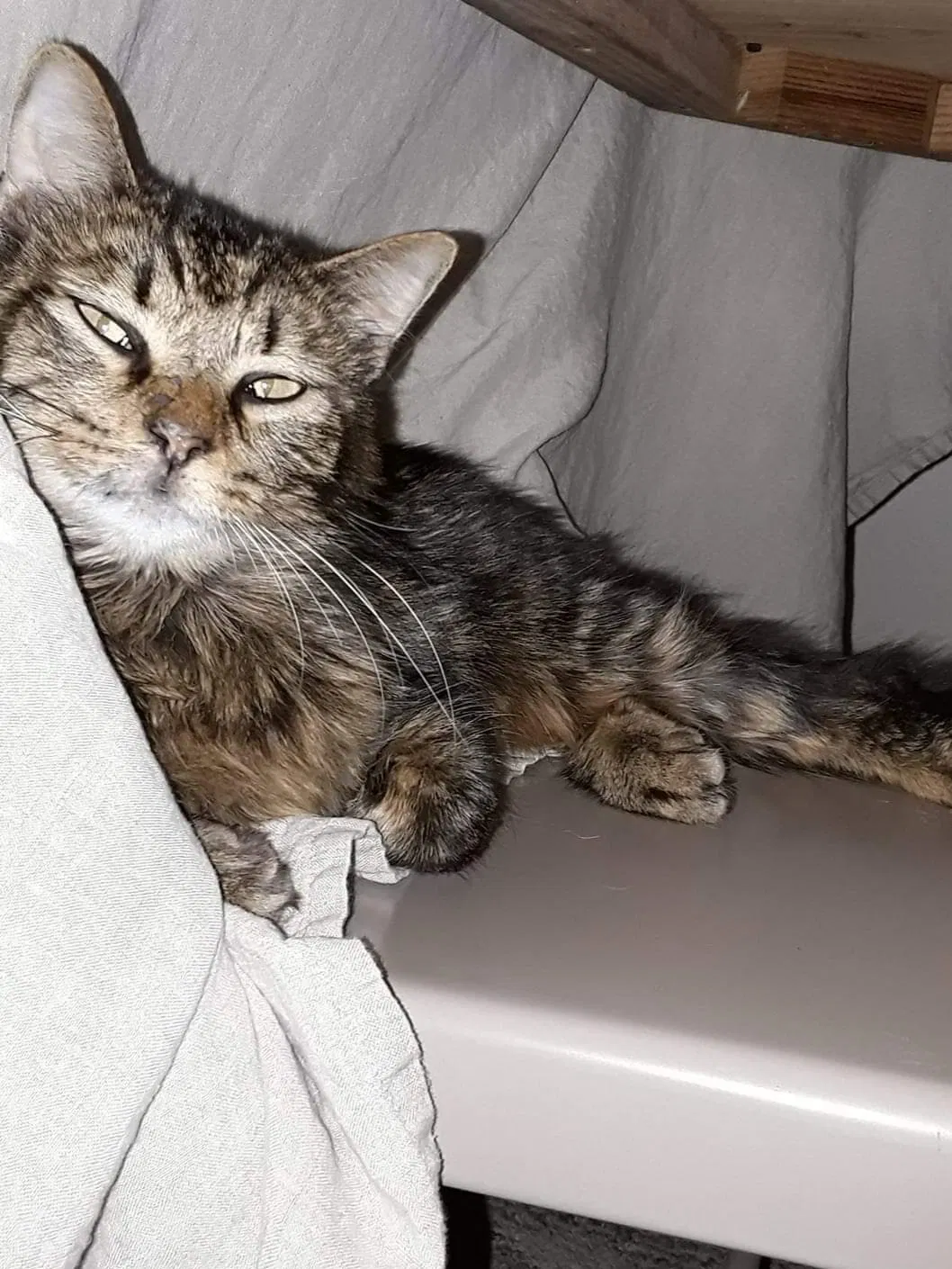 Lost cat in Gulfport, MS, 39503