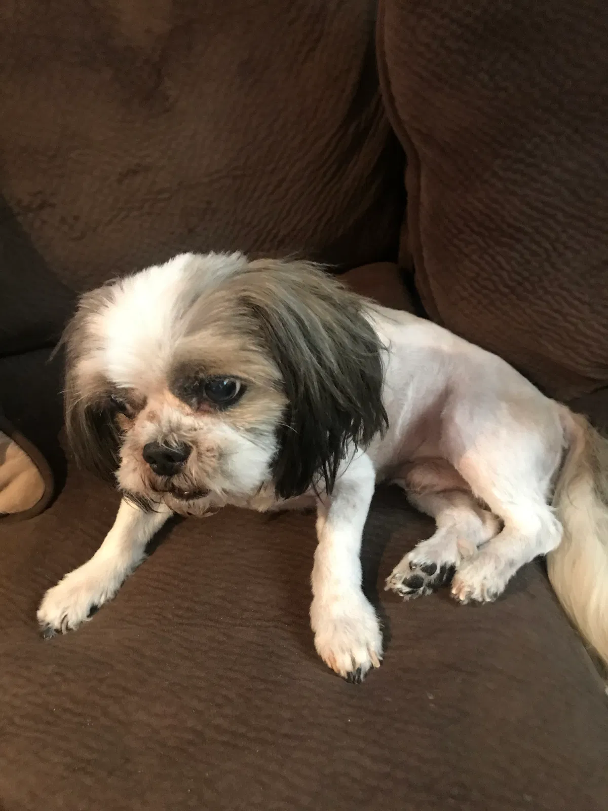 Lost dog in Albuquerque, NM, 87121