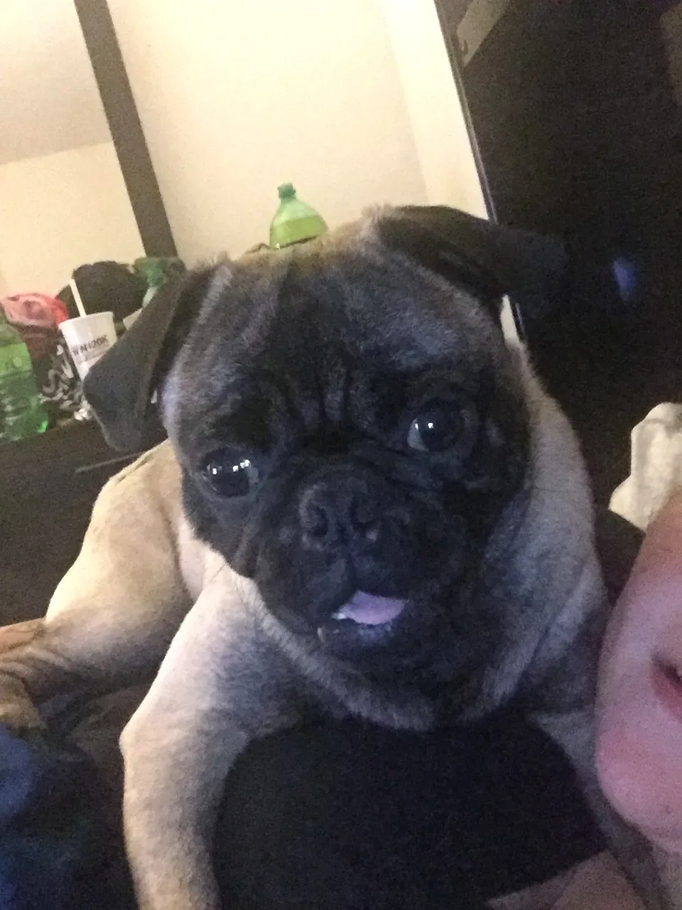 Lost dog in Columbus, OH, 43229