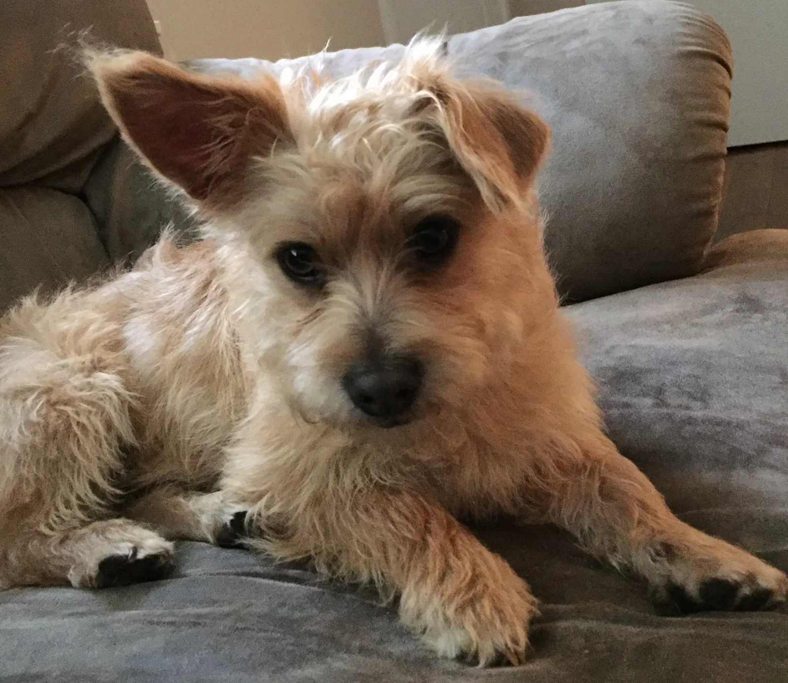 Lost dog in San Diego, CA, 92154