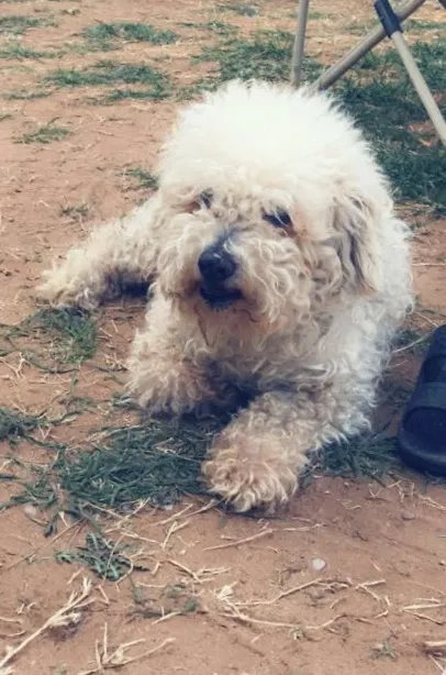 Lost dog in Odessa, TX, 79761