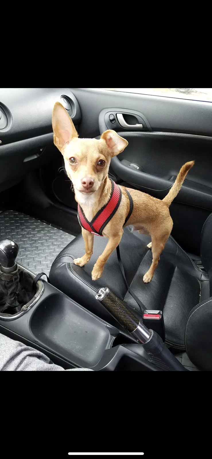 Lost dog in Rialto, CA, 92377
