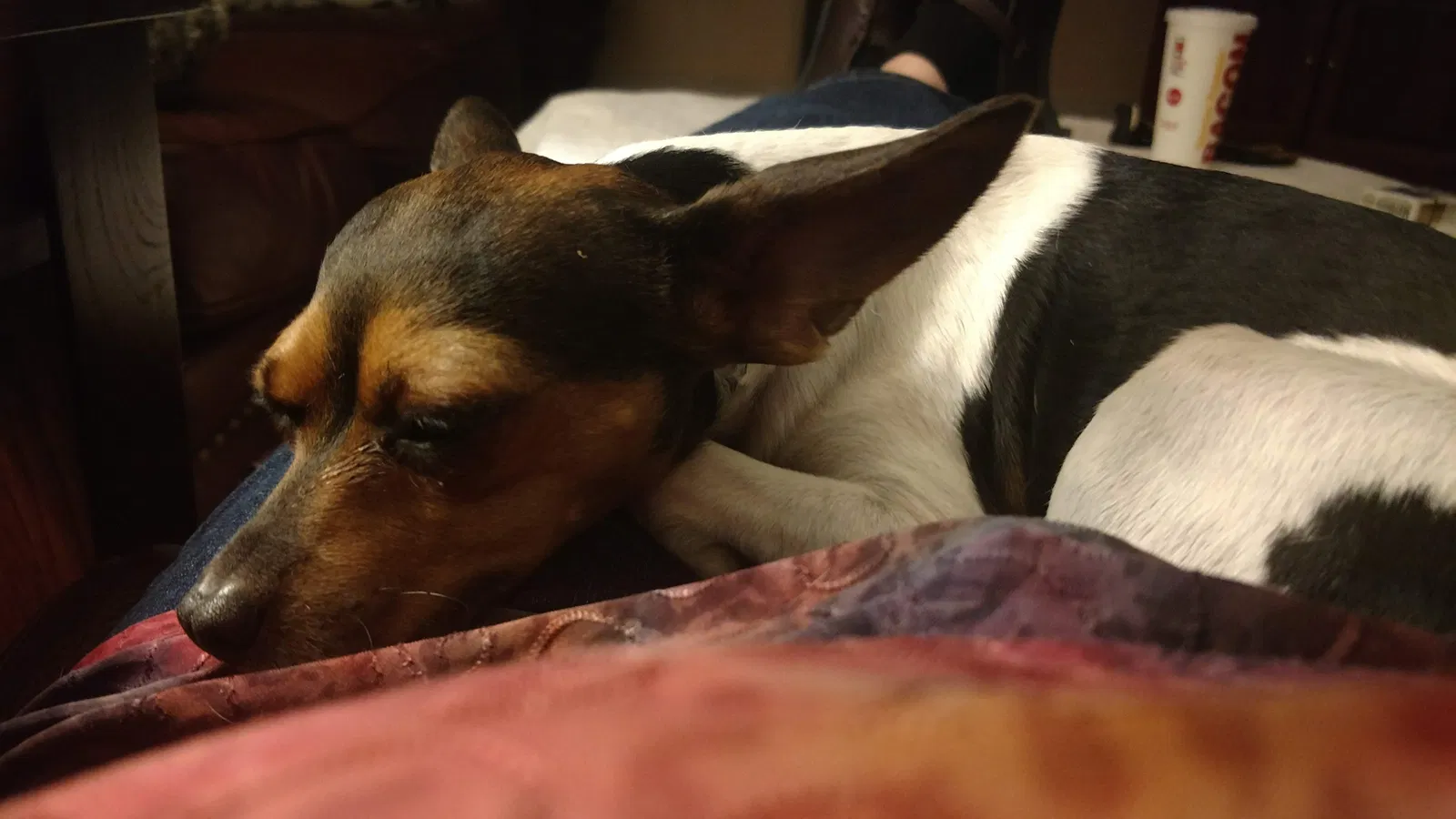 Lost dog in Greensboro, NC, 27405