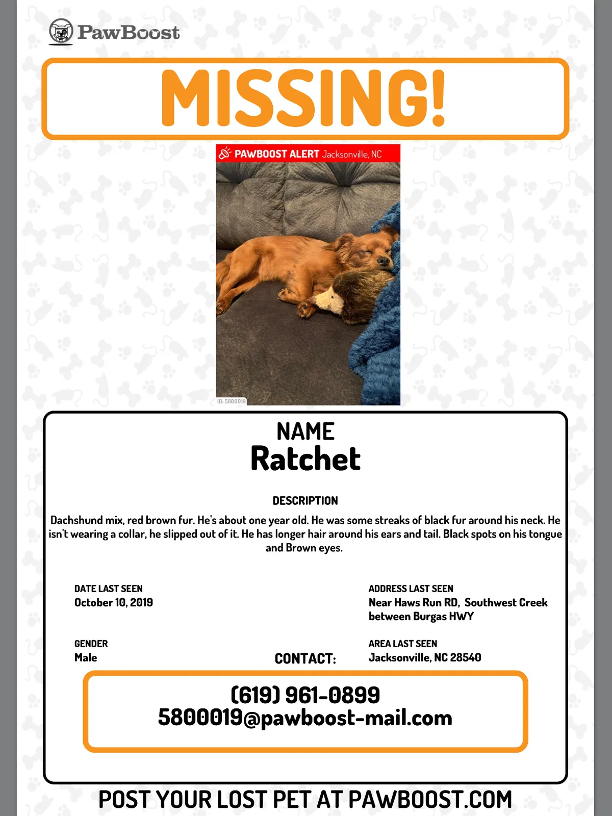 Lost dog in Jacksonville, NC, 28540