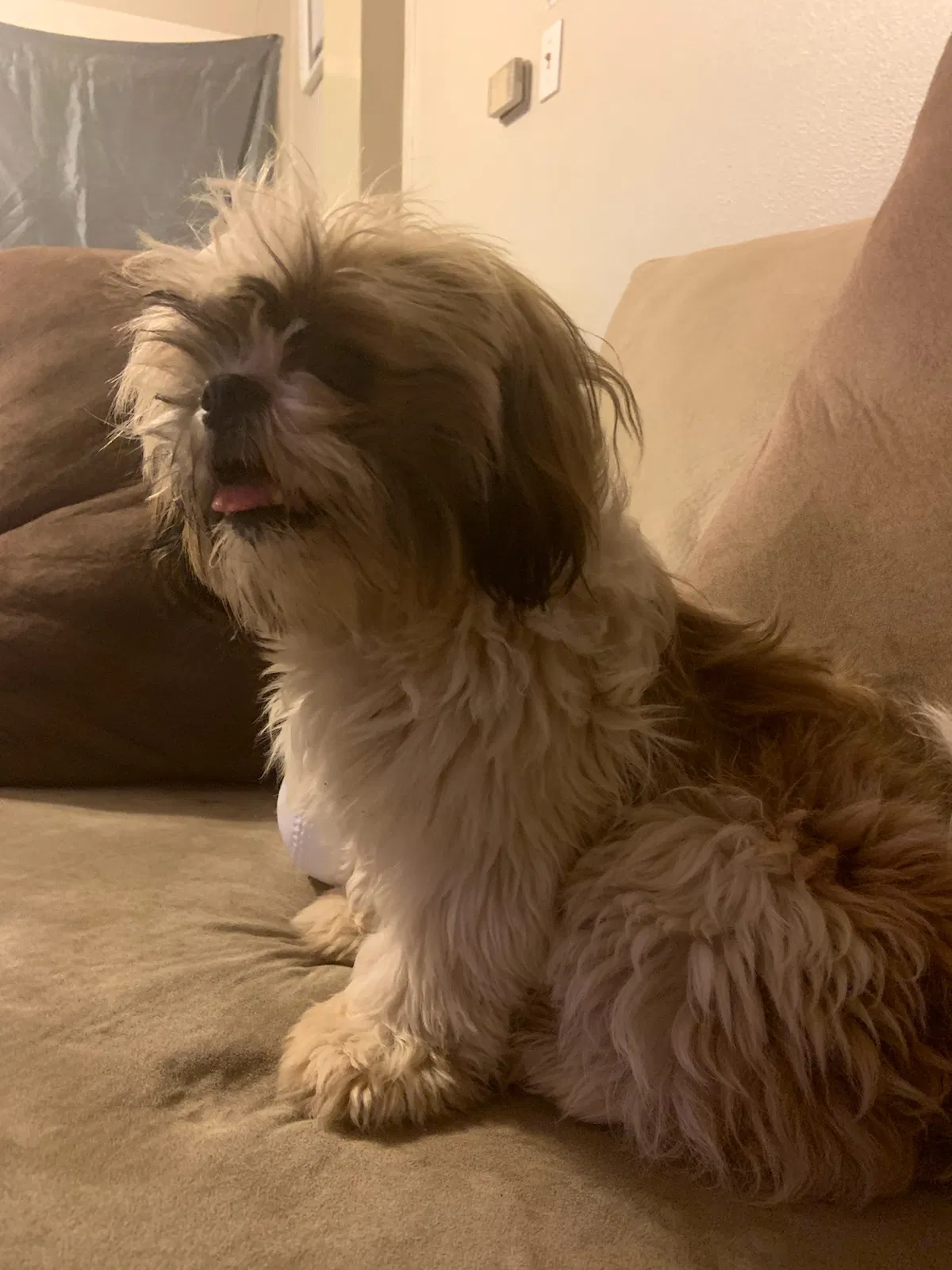 Lost dog in San Antonio, TX, 78212