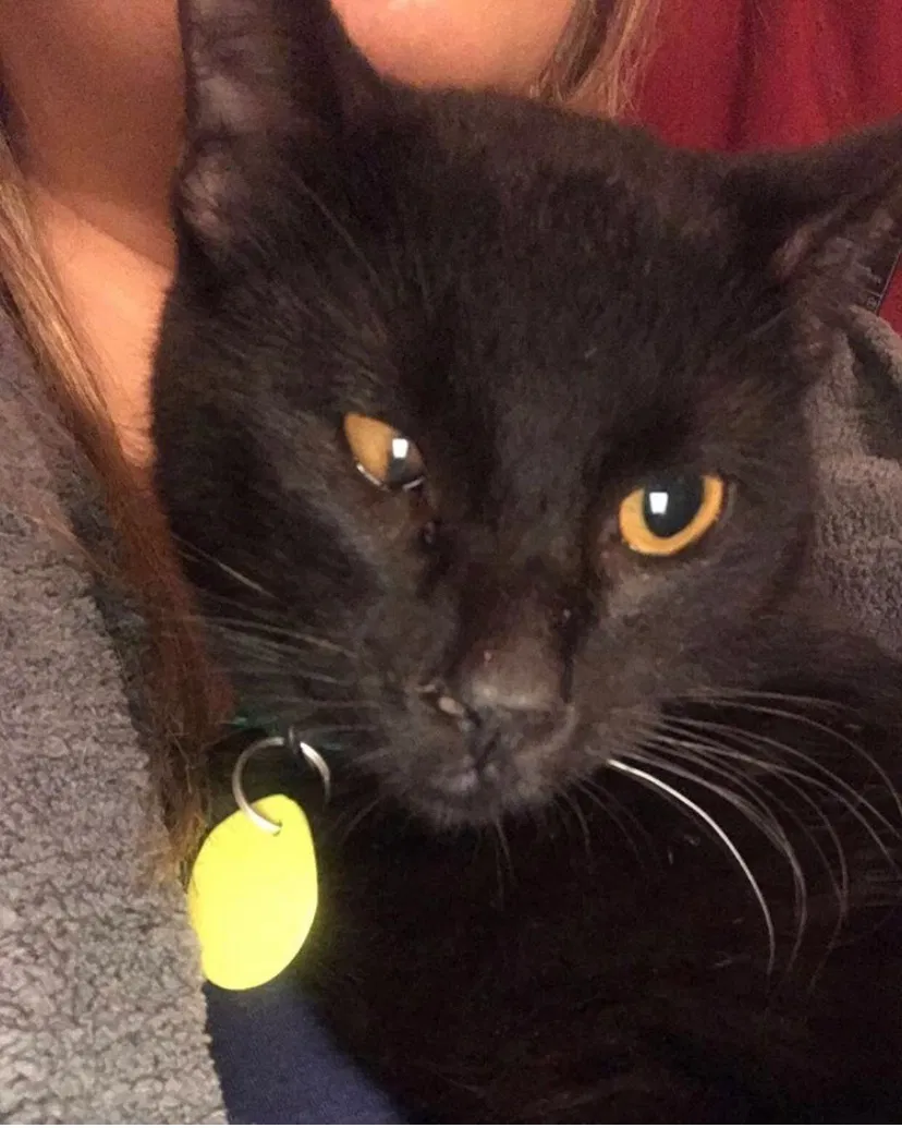 Lost cat in Brownsville, TX, 78520