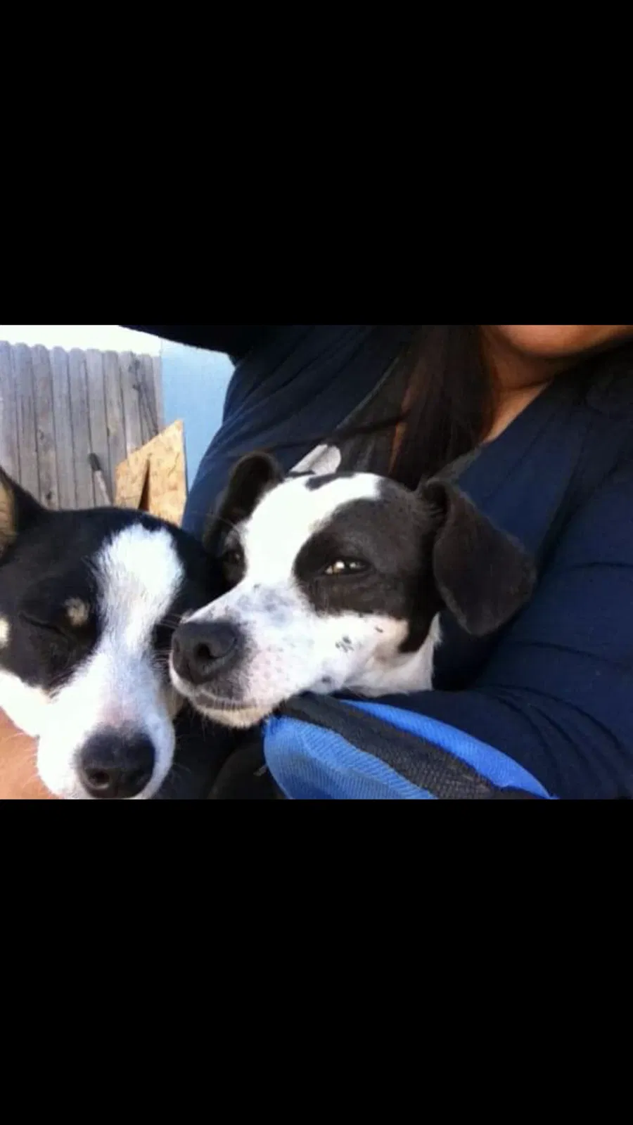 Lost dog in Santa Maria, CA, 93458