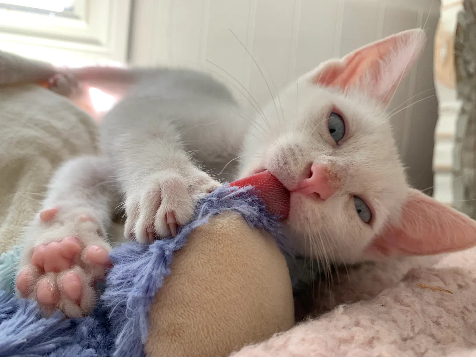 Lost cat in Mill Valley, CA, 94941