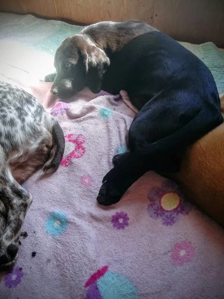 Lost dog in Sutton, WV, 26601