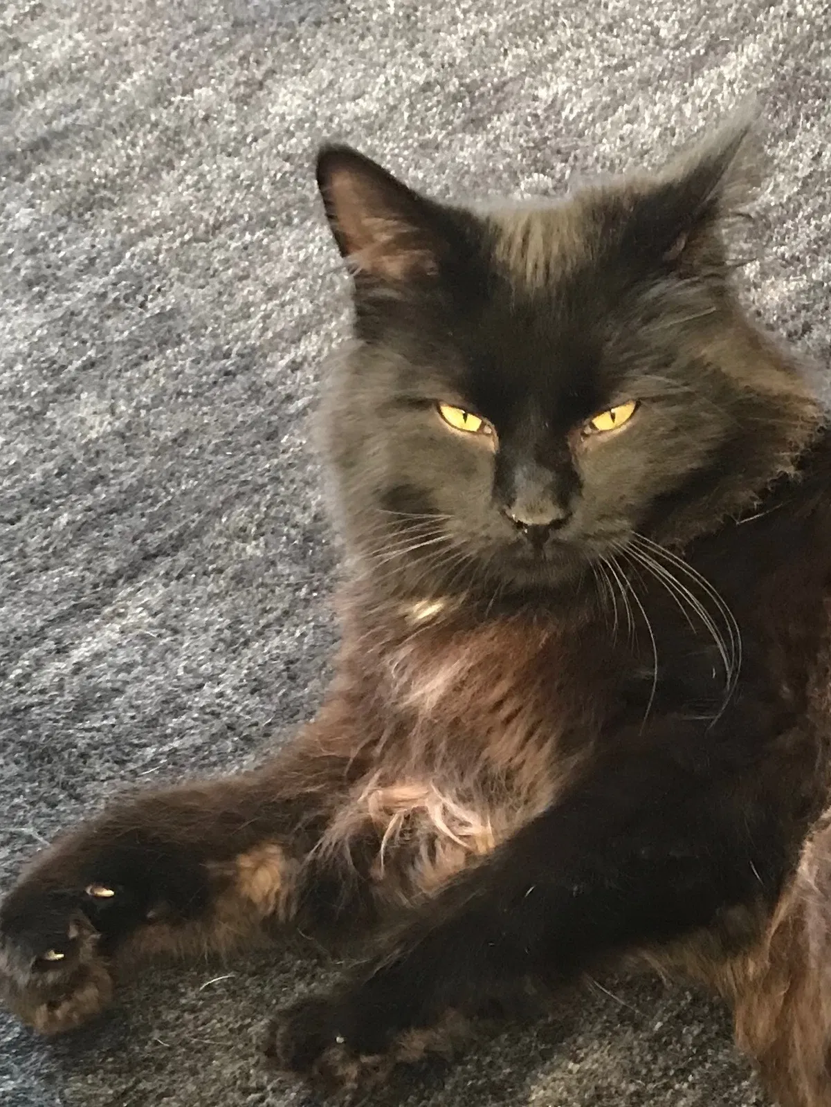 Lost cat in Big Bend, WI, 53103