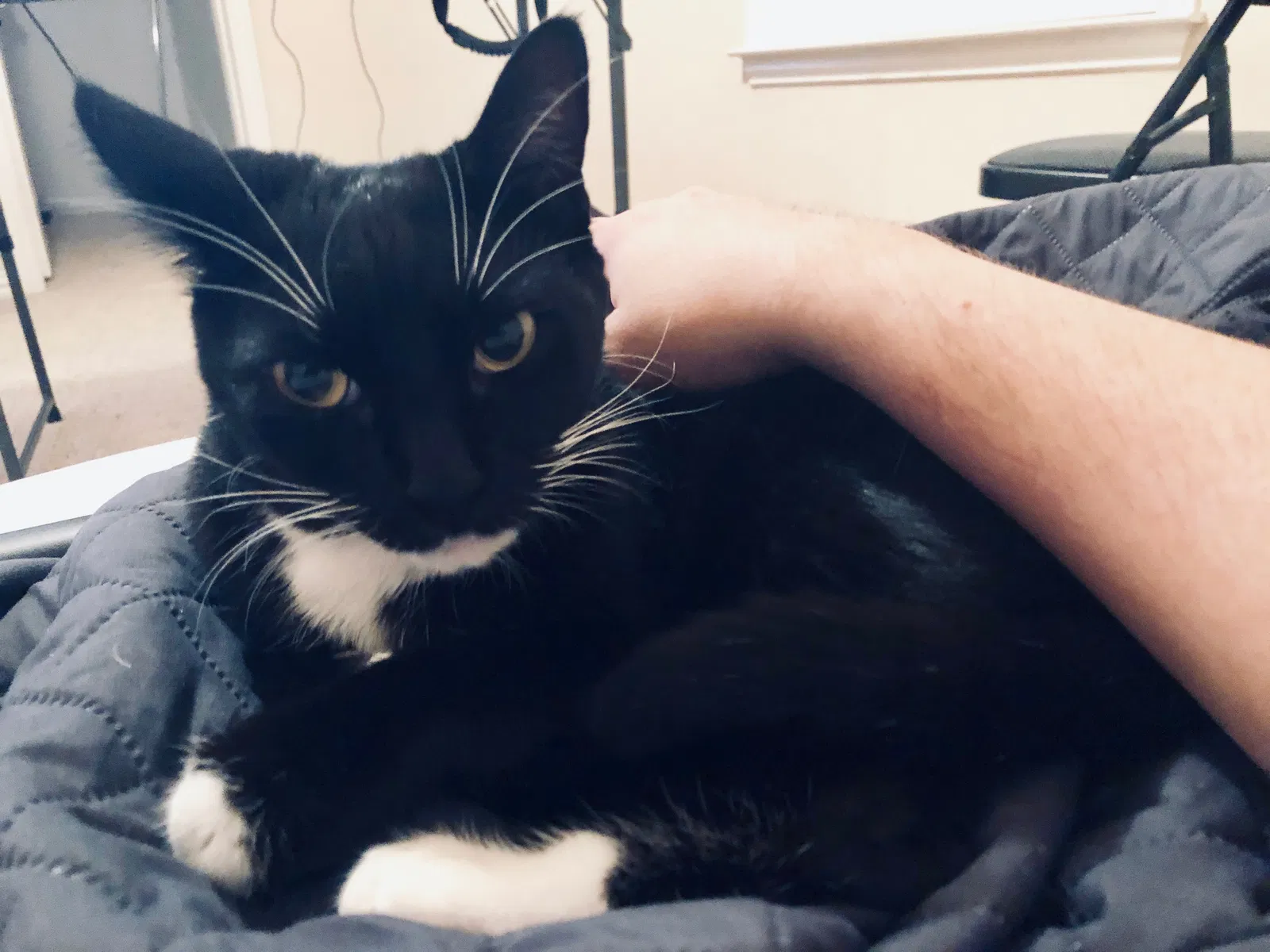 Lost cat in Richardson, TX, 75082