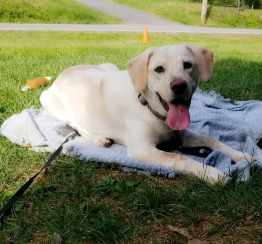 Lost dog in Candler, NC, 28715