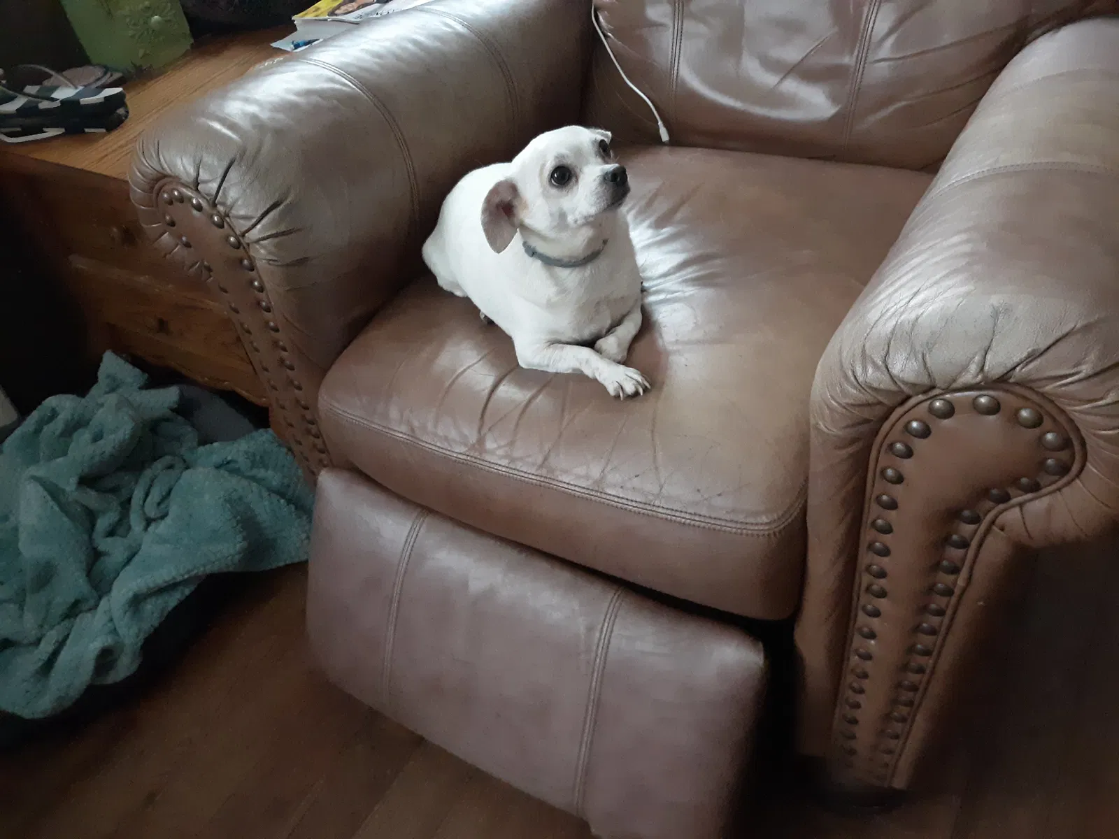 Lost dog in Springfield, MO, 65802
