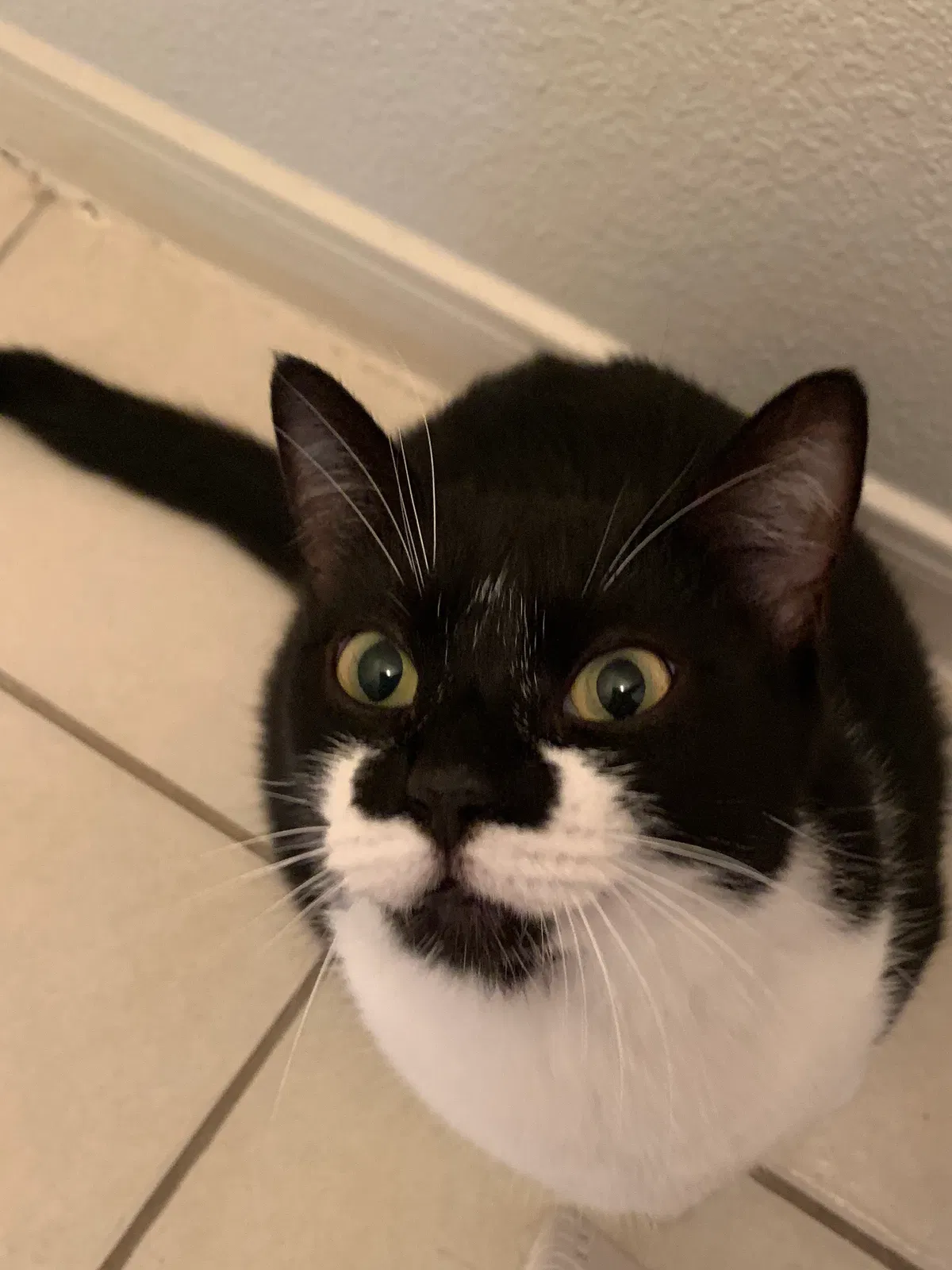 Lost cat in Katy, TX, 77494