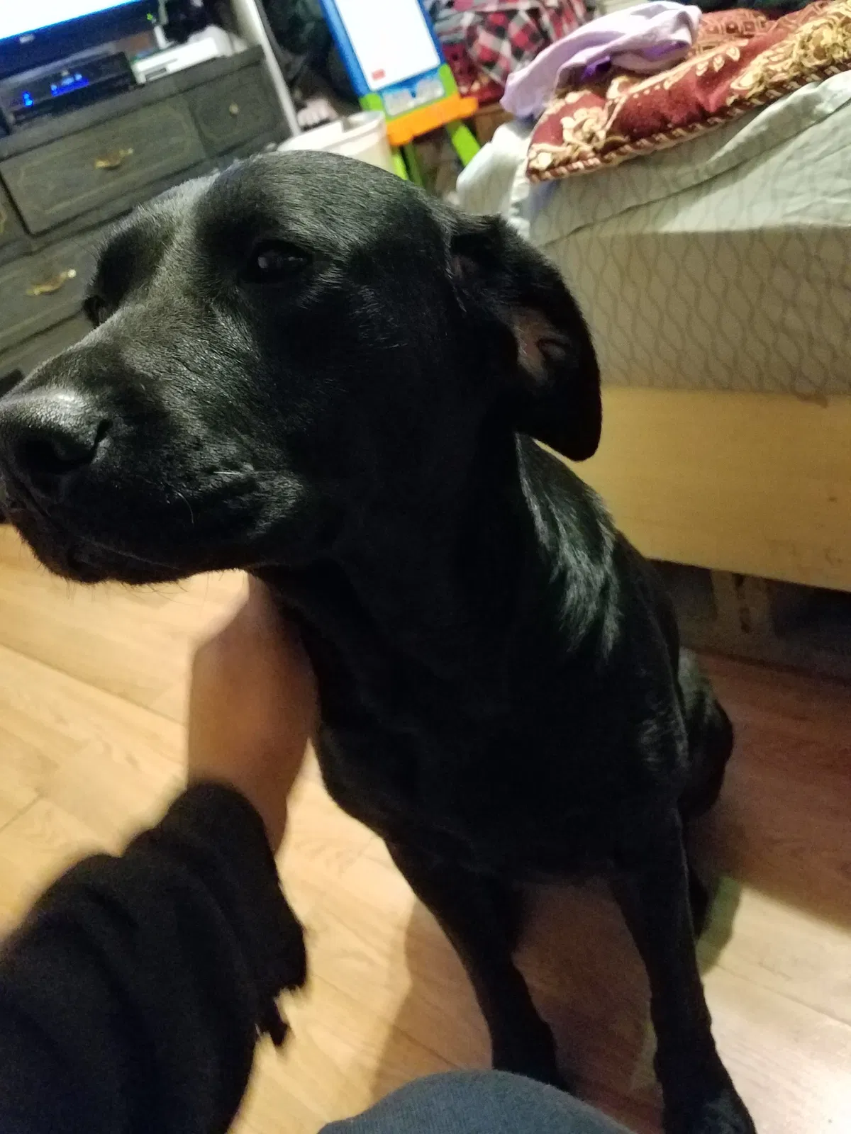Lost dog in Cincinnati, OH, 45231
