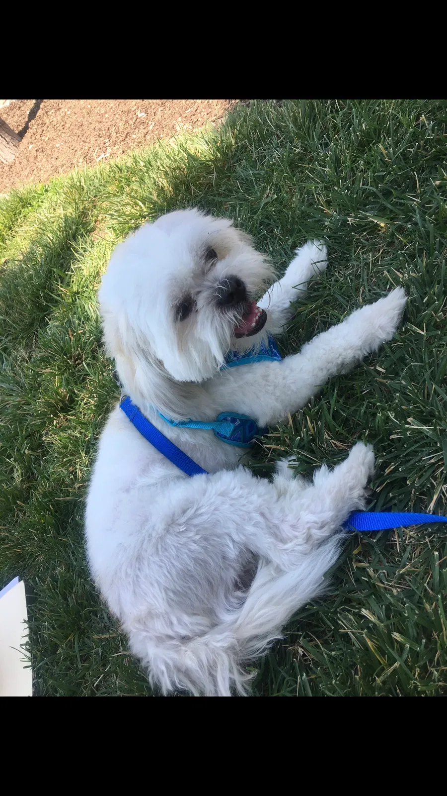Lost dog in Sacramento, CA, 95823