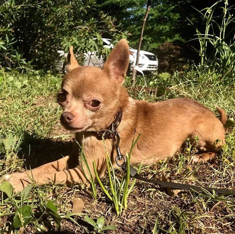 Lost dog in Columbia, SC, 29201