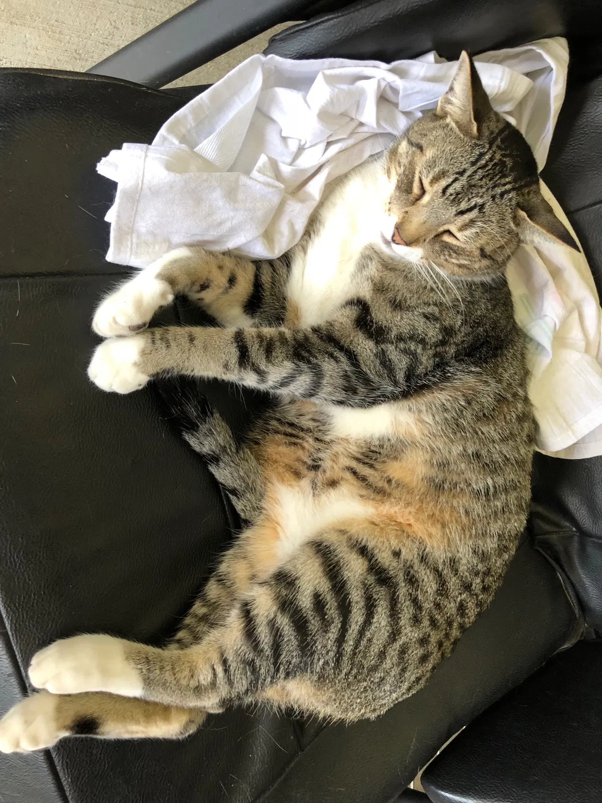 Lost cat in Richmond, TX, 77469