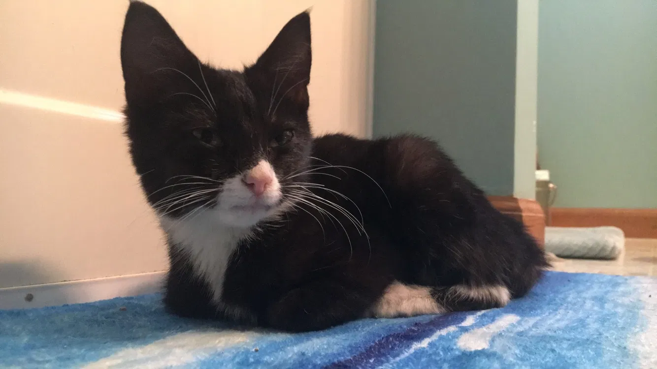 Found cat in Urbana, OH, 43078