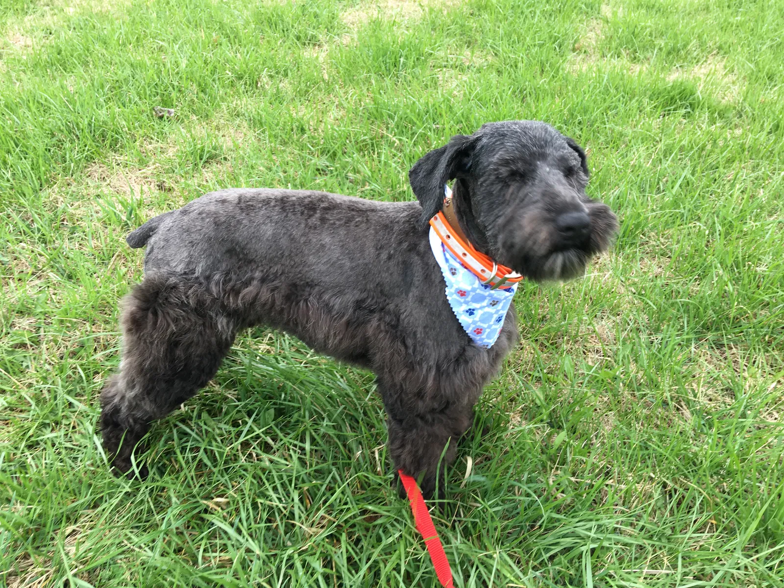 Lost dog in Hagerstown, IN, 47346