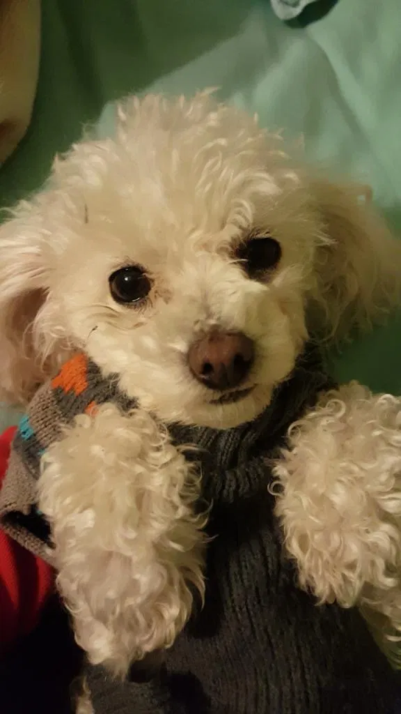 Lost dog in Albuquerque, NM, 87121