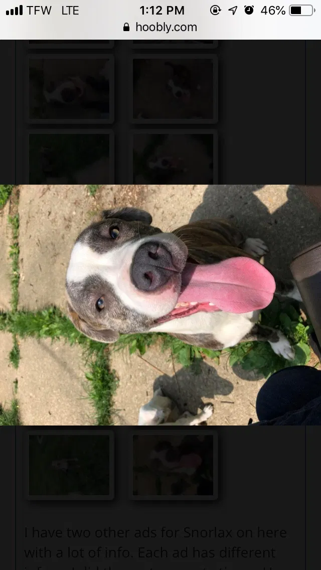 Lost dog in Toledo, OH, 43609
