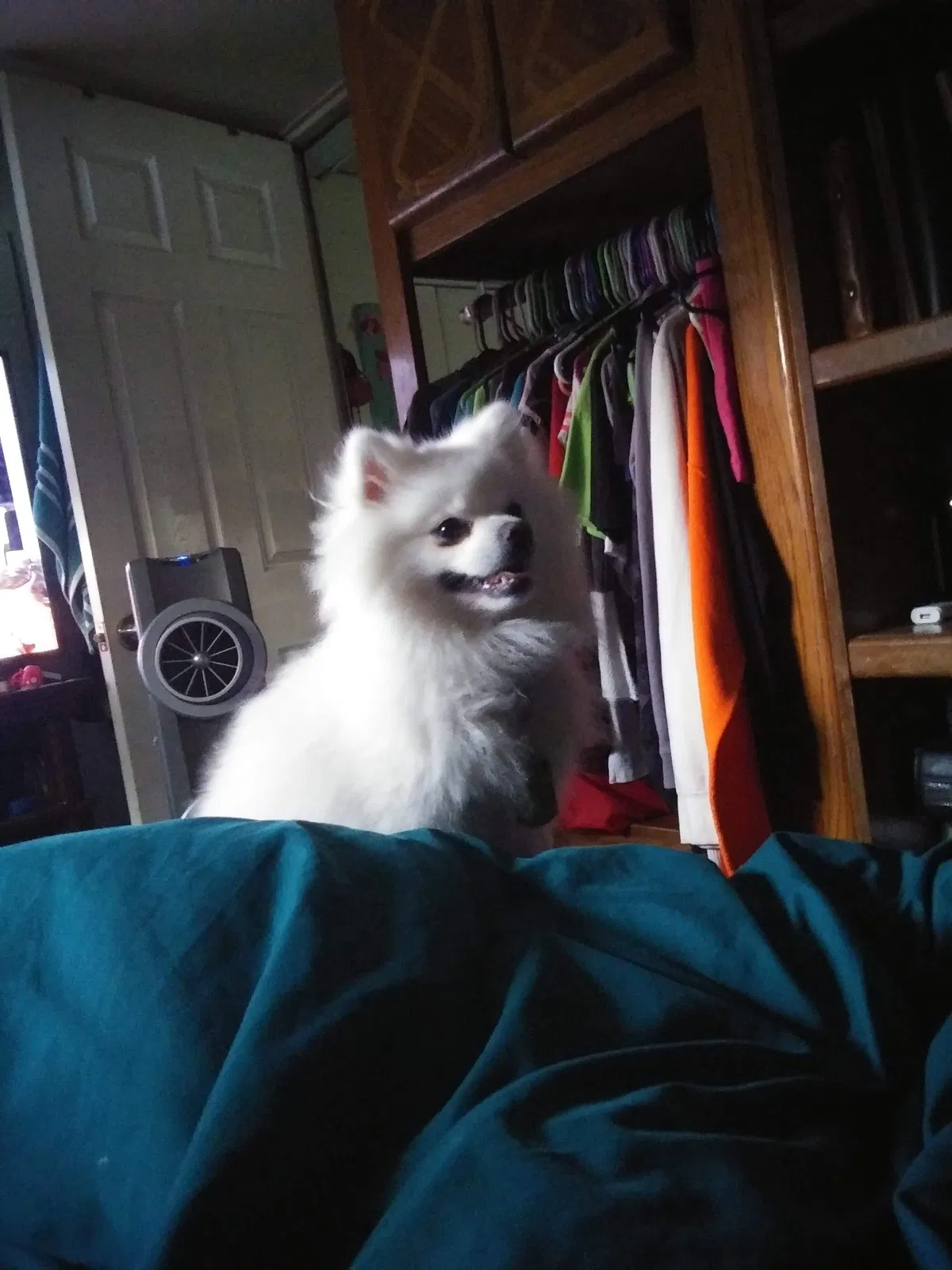 Lost dog in Soldotna, AK, 99669
