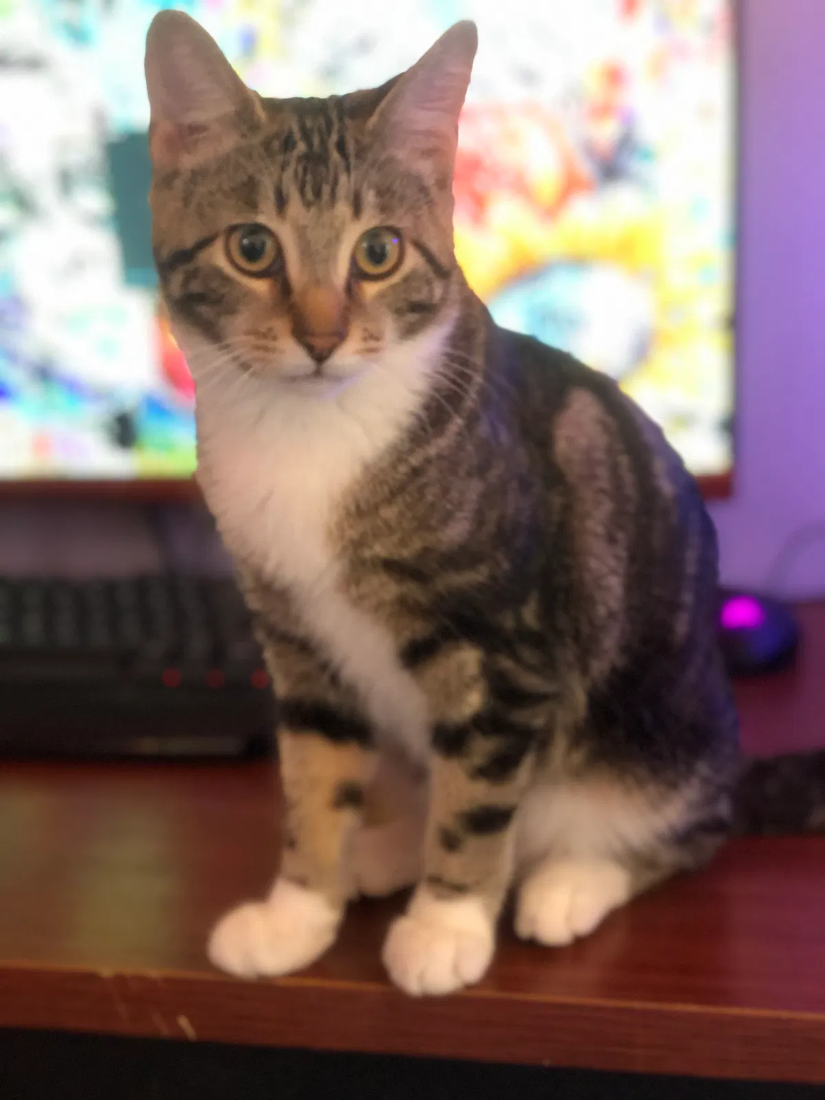 Lost cat in Whitewater, WI, 53190