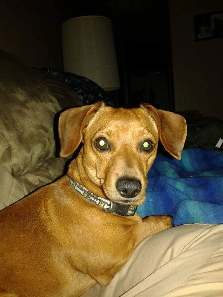Lost dog in Lubbock, TX, 79403