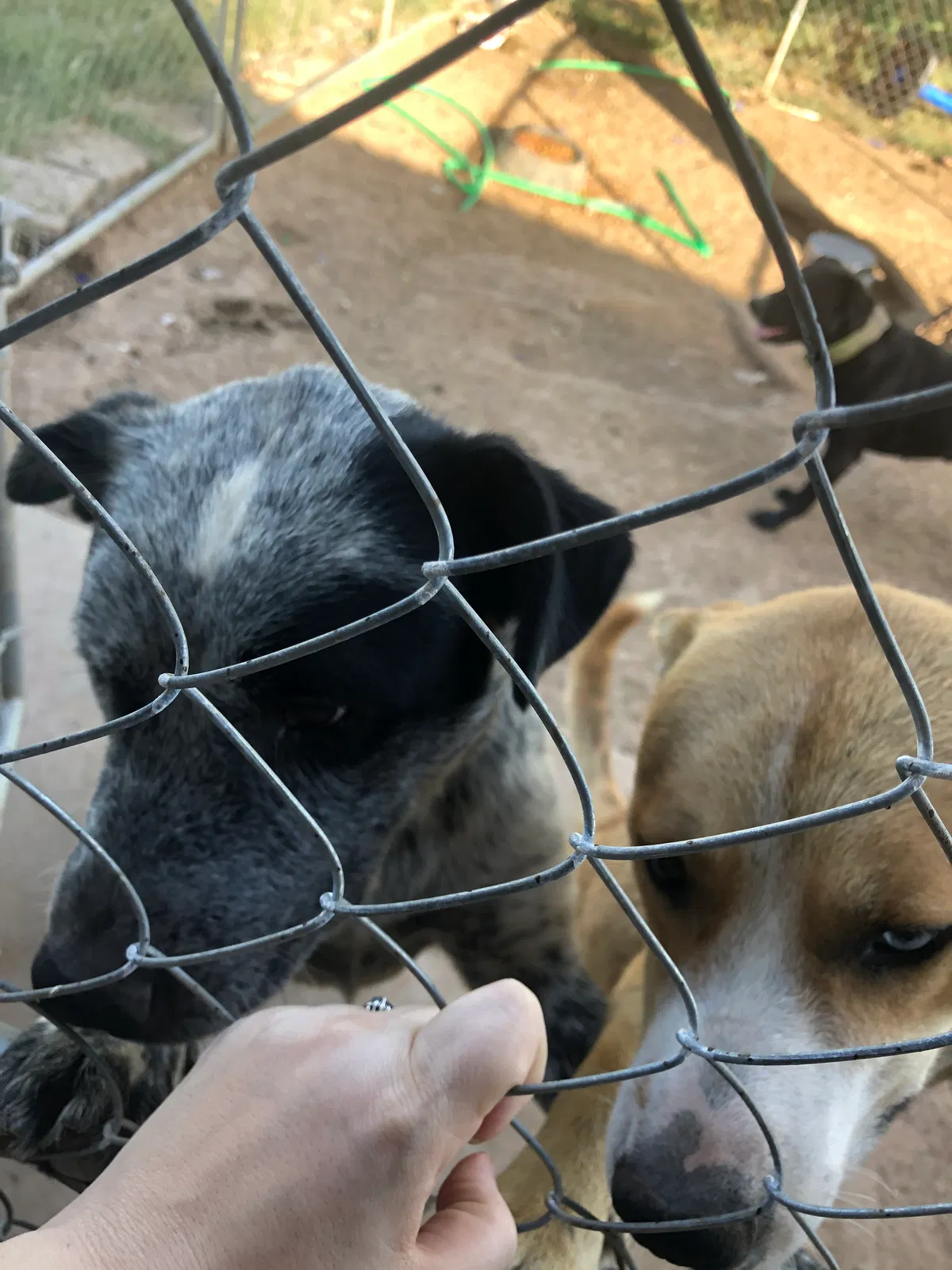 Lost dog in Big Spring, TX, 79720