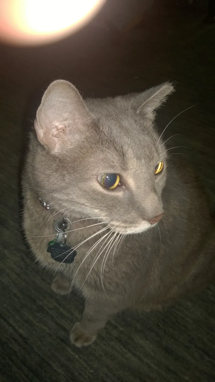 Lost cat in Bethlehem, PA, 18015