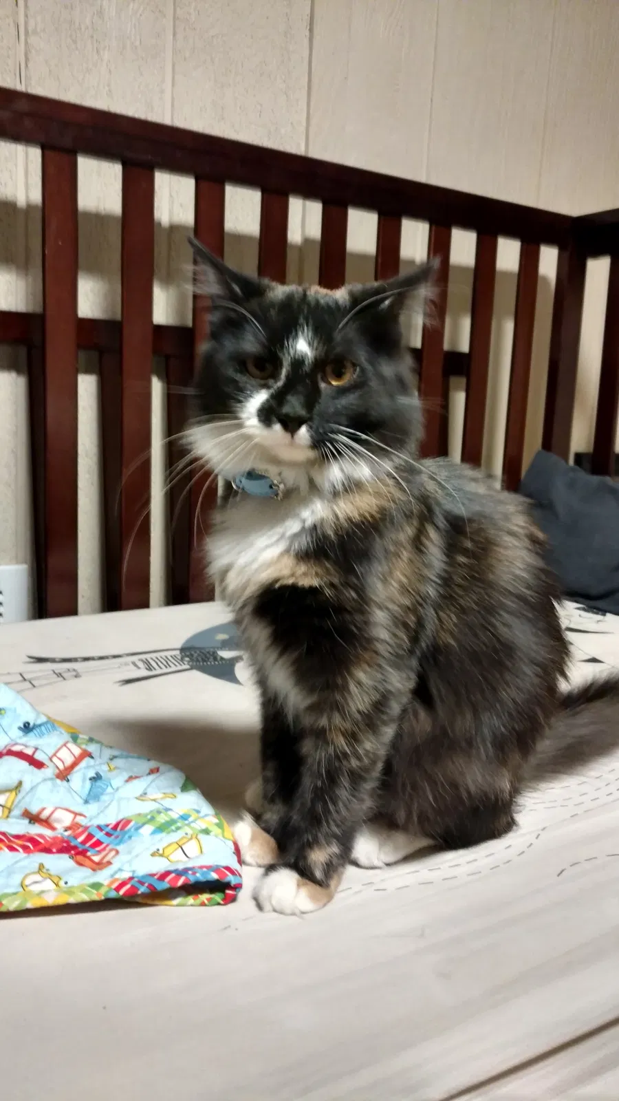 Lost cat in Denver, CO, 80226