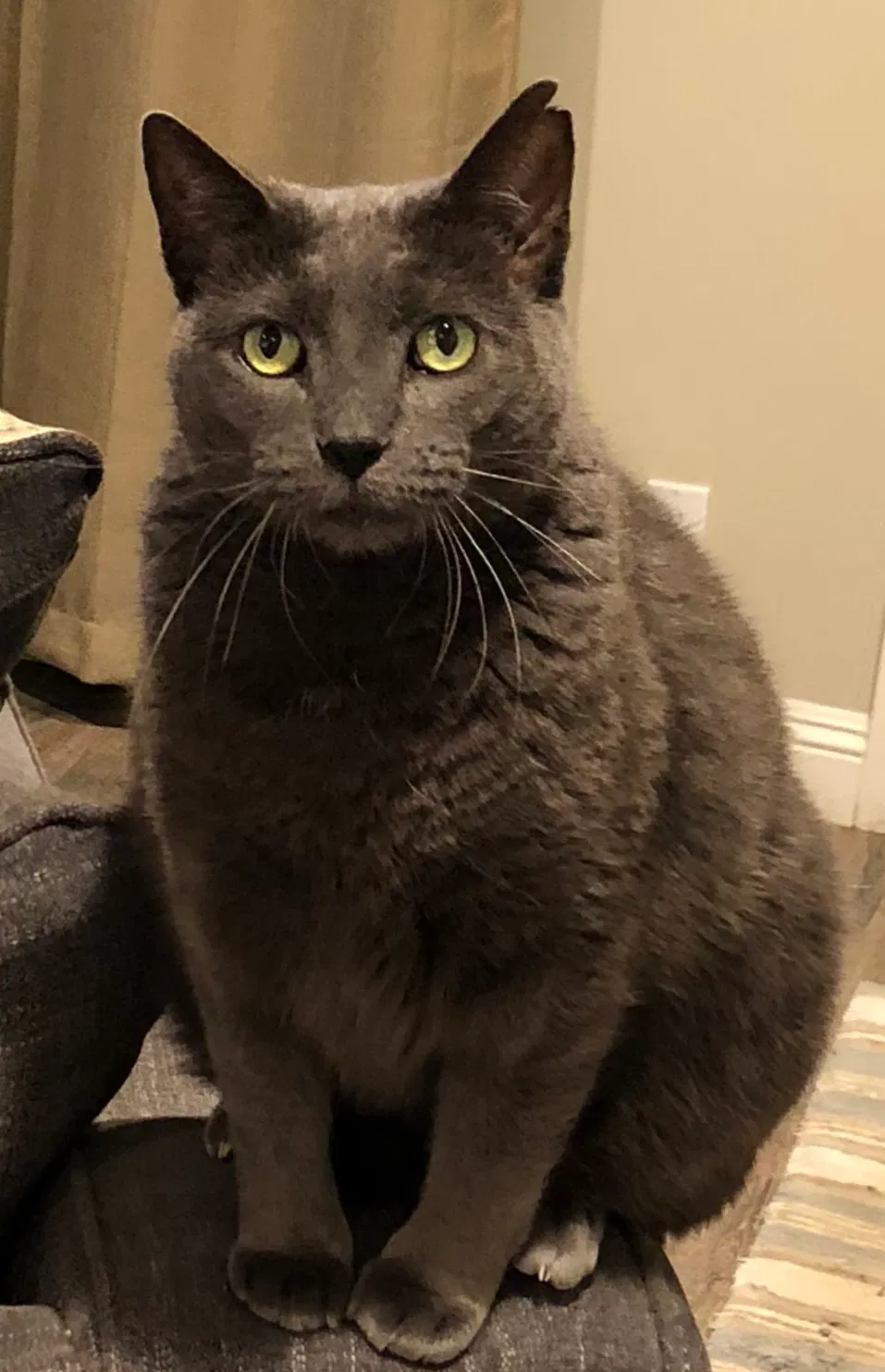 Lost cat in Vista, CA, 92084