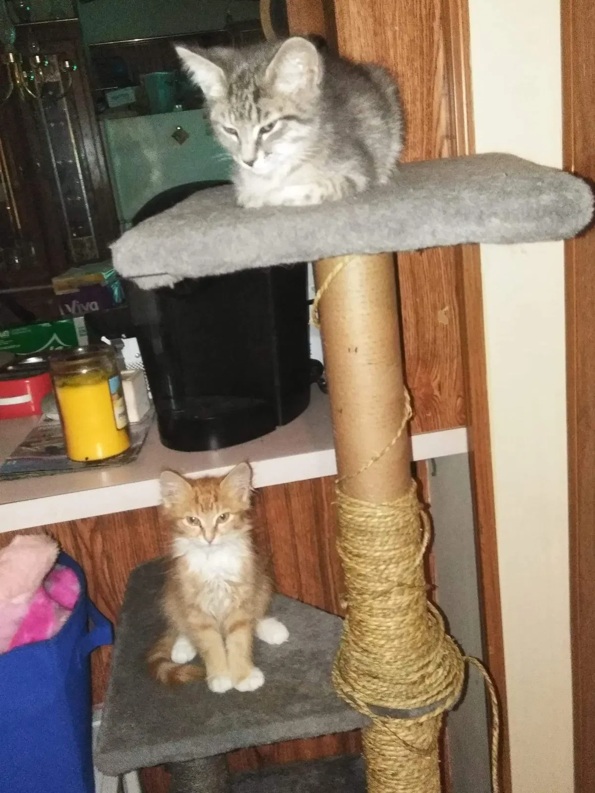 Found cat in Clinton, TN, 37716
