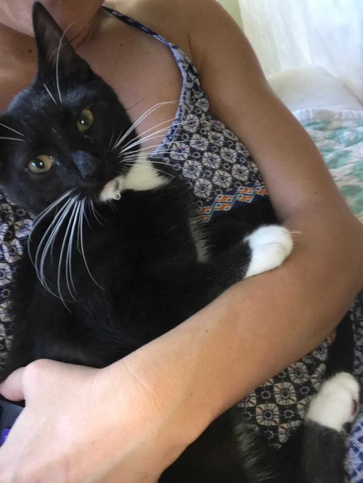 Lost cat in Venice, FL, 34285