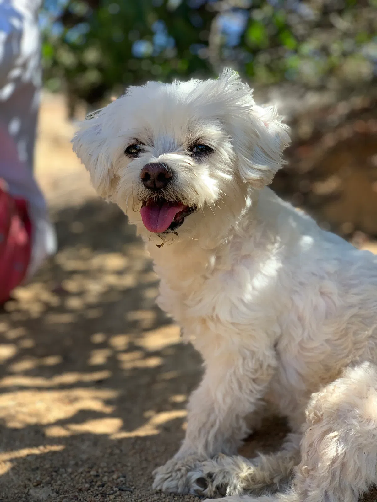 Lost dog in San Diego, CA, 92122
