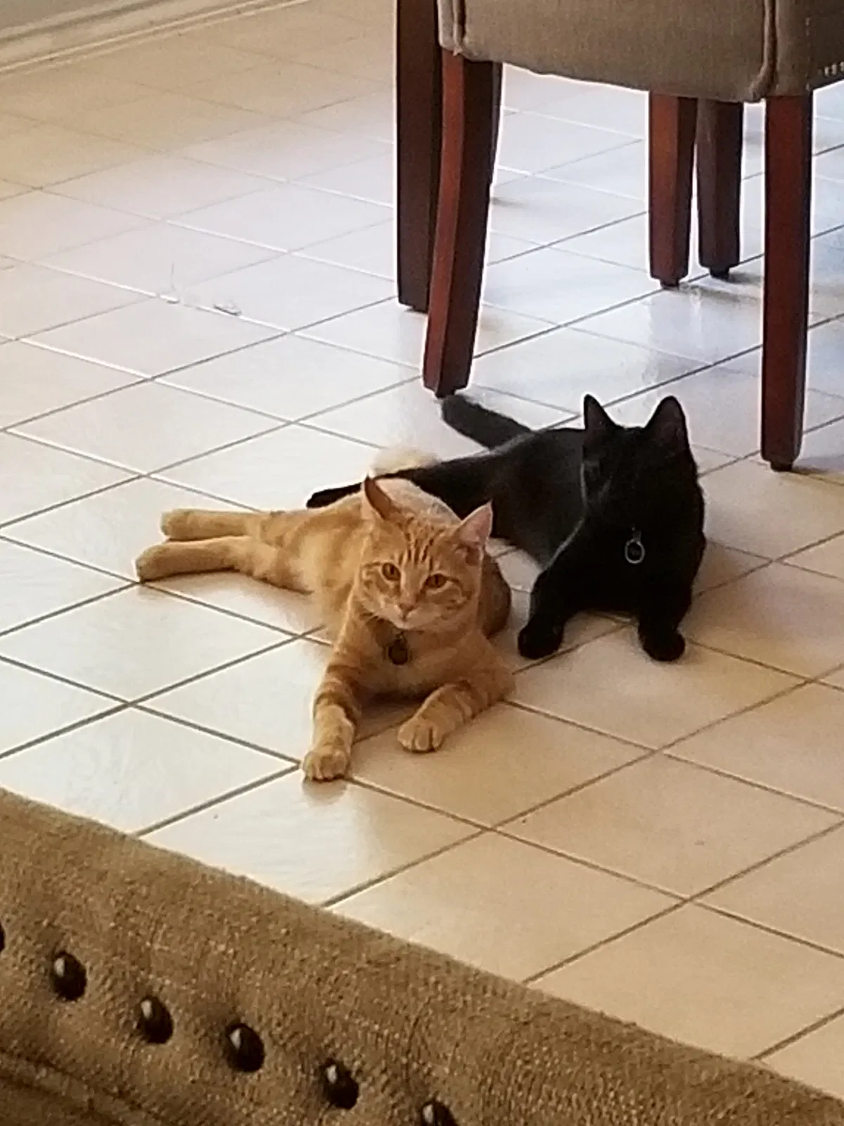 Lost cat in Round Rock, TX, 78665
