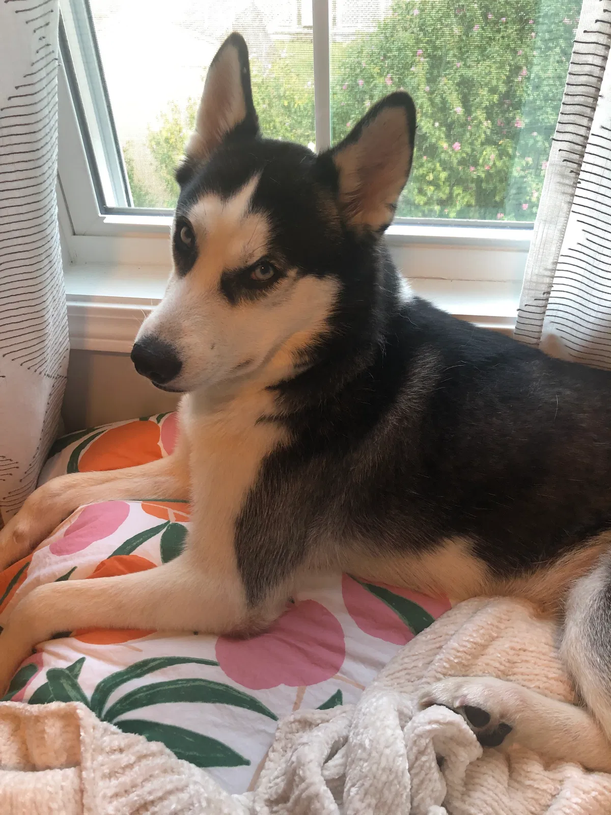 Lost dog in Frametown, WV, 26623