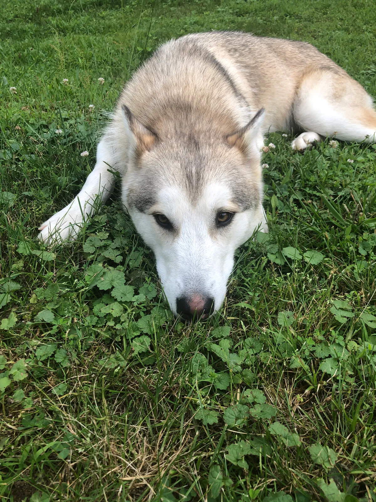 Lost dog in Frametown, WV, 26623