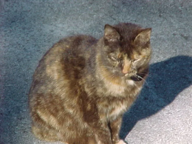 Lost cat in Austin, TX, 78734
